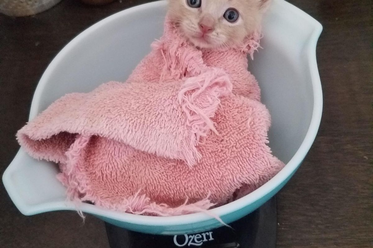Tiny Orphan Kitten Getting Weighed in a Purrito