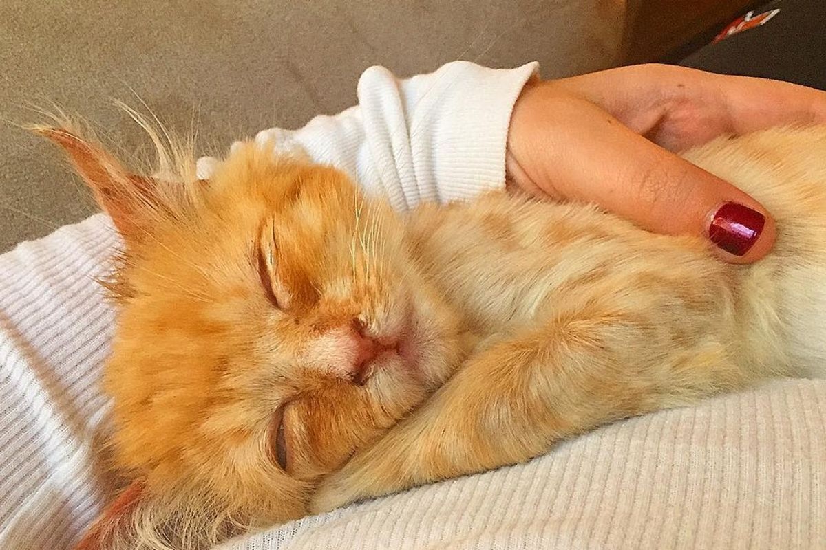 They Help Scraggly Kitten Regain Her Original Fluff