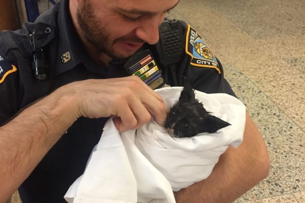 Stray Kitten Gets Some Much-Needed TLC After Being Saved by Officer