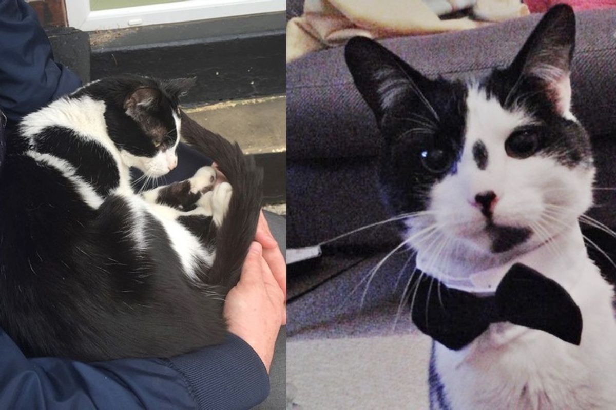 Abandoned Cat Takes Every Chance to Cuddle with Man He Befriended