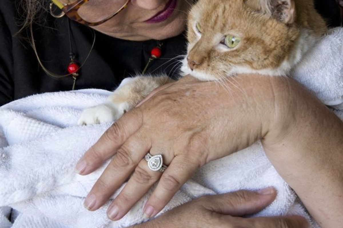 25-year-old Cat Gets Adopted to Live Out the Best of Her Life