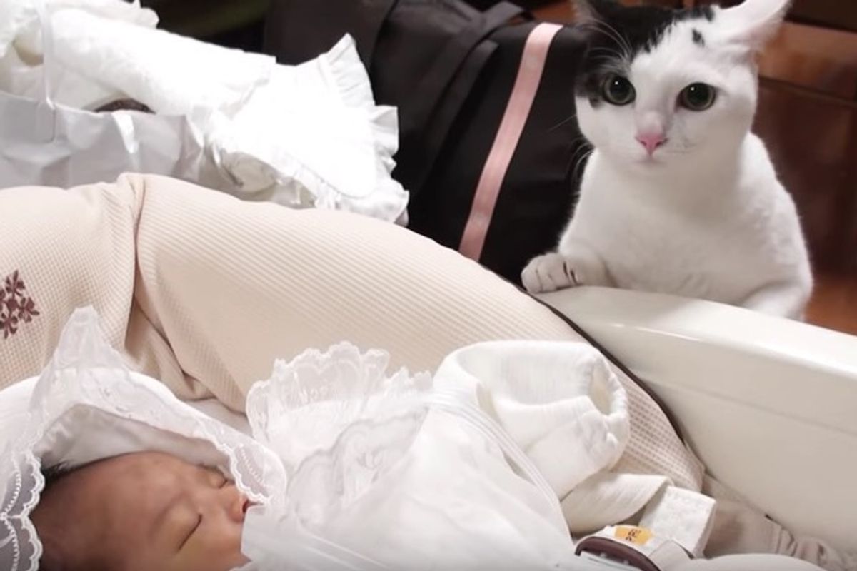 Kitty Meets Her New Baby Sister for the First Time, Adorableness Follows...