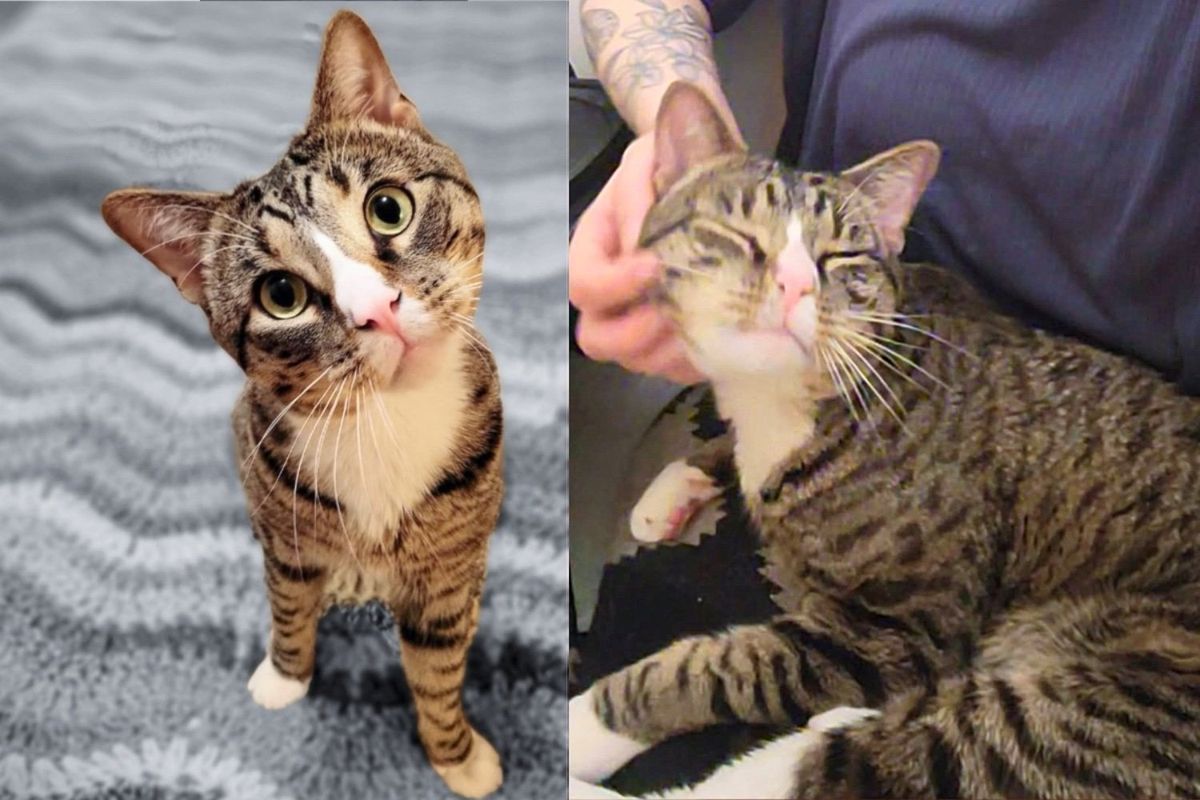 Cat Always Runs for His Life Until They Take Him Inside, He Can Finally Be Himself and Do What He Loves Most