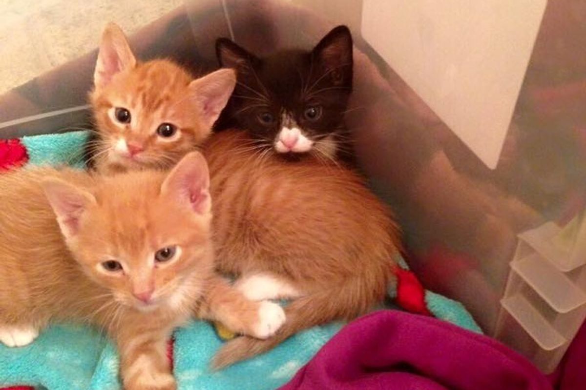 3 Stray Brothers Make Vet Clinic Their Home and Start Caring for Patients