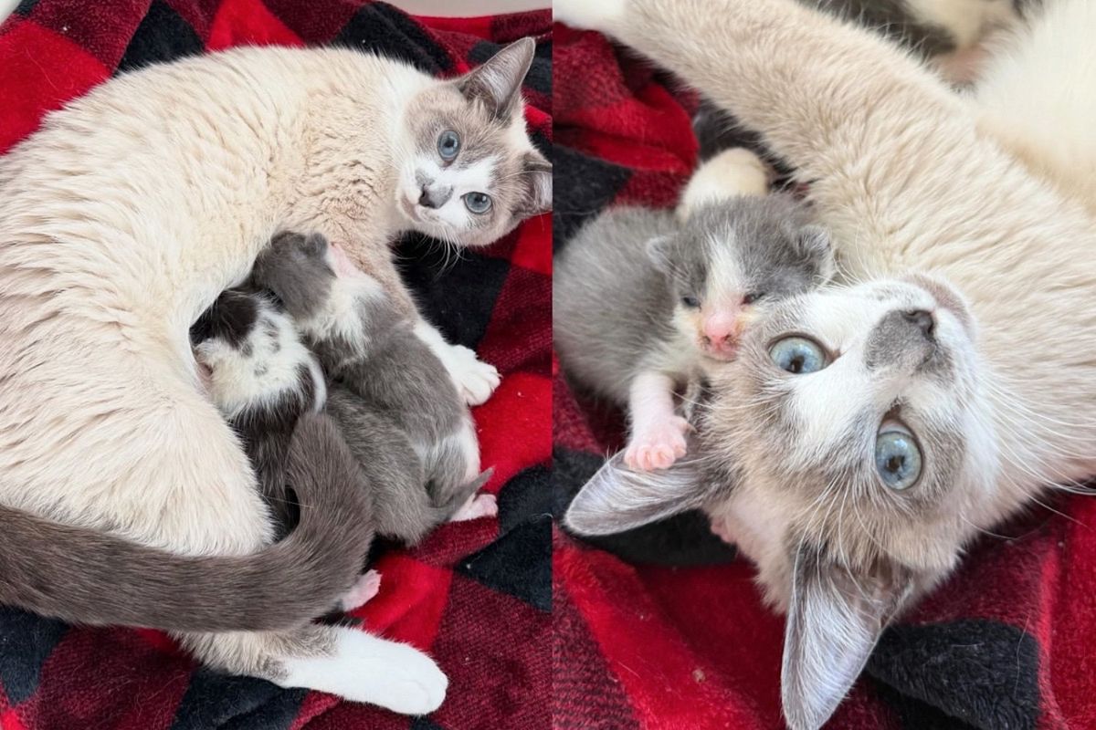 Cat Starts to Trust When Stranger Gives Her and Her Kittens Fresh Start, Making Their World Much Brighter