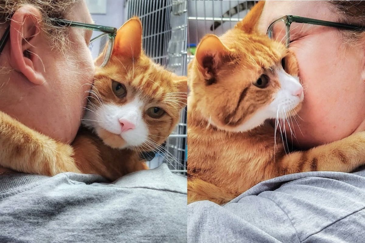 Cat Took Matters into His Own Paws to Get What He Wanted After Spending Long Time Outside