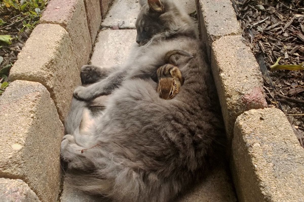 Cat Makes Friends with a Chipmunk in These Cute Photos