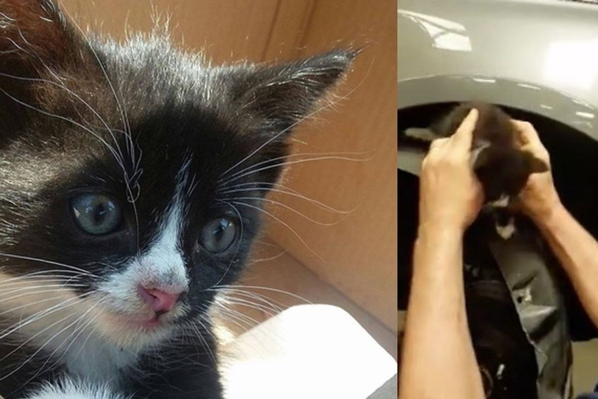 Kitten Saved by Mechanics, One of Them Couldn't Say No