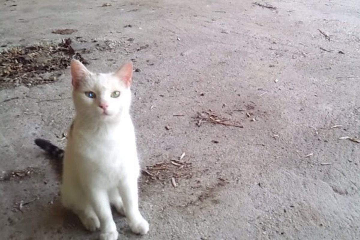 Minki the Cat Stray No More! This Will Touch Your Heart!