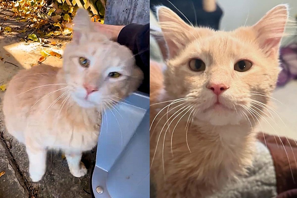 Cat Greets Woman with Cutest Excitement When She Arrives to Help, Giving Him New Hope