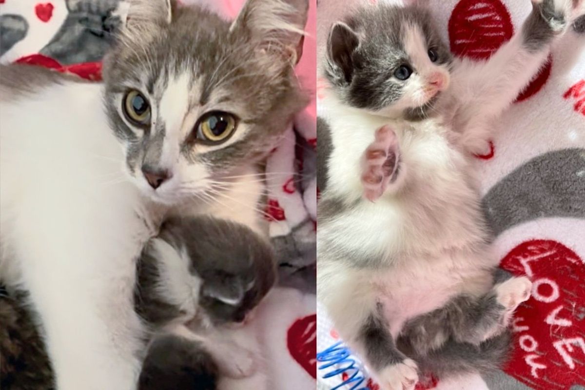 Maintenance Worker Noticed Cat Cradling Her Kittens in Building, Within Hours, Things Turned Around for Them