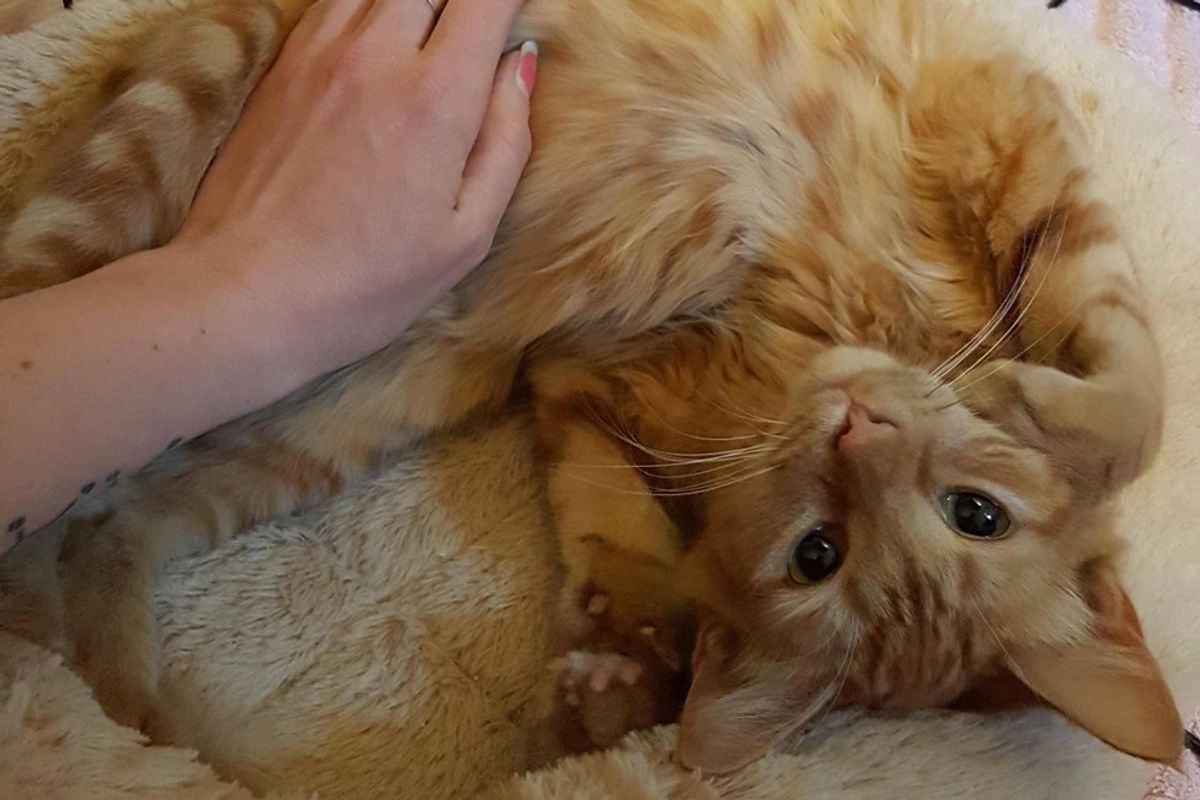 Orange Stray Cat Walks Up to Workers, She Doesn't Come Alone