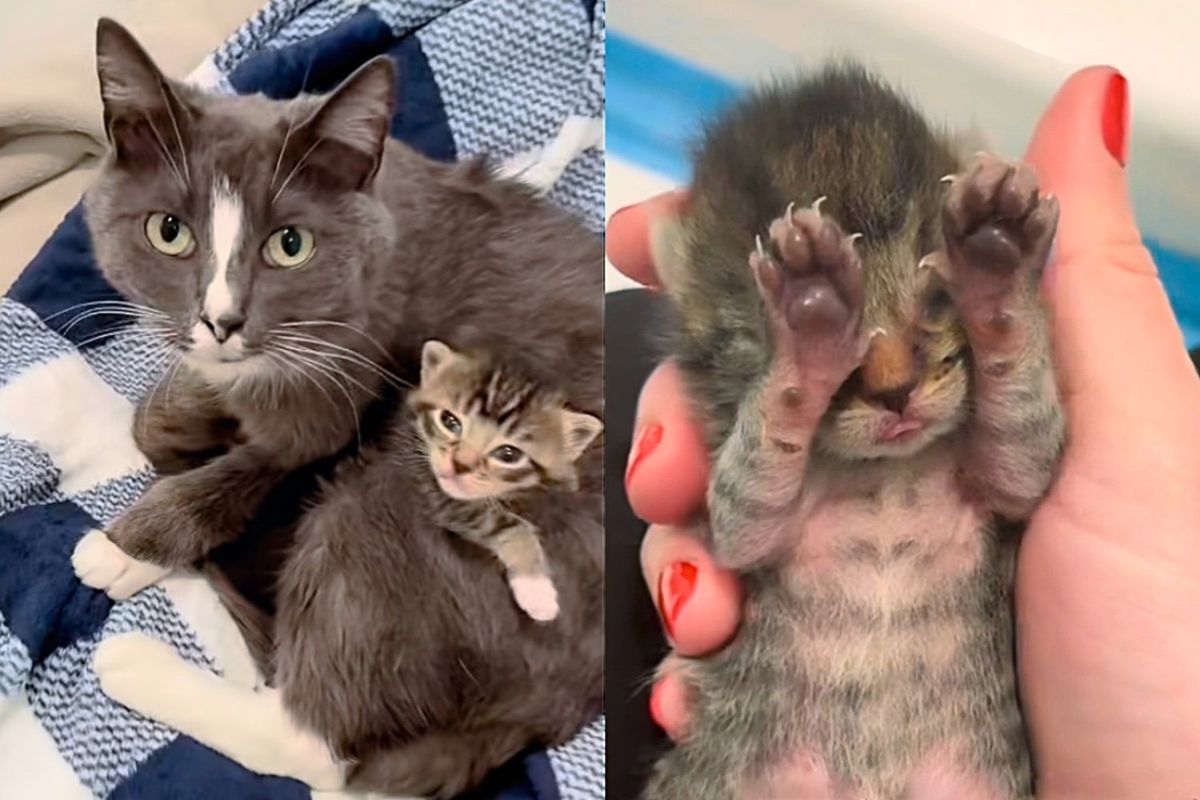 Cat Shows Up at Mounted Unit and Decides to Have Kittens, Days Later Their Lives Change for the Better
