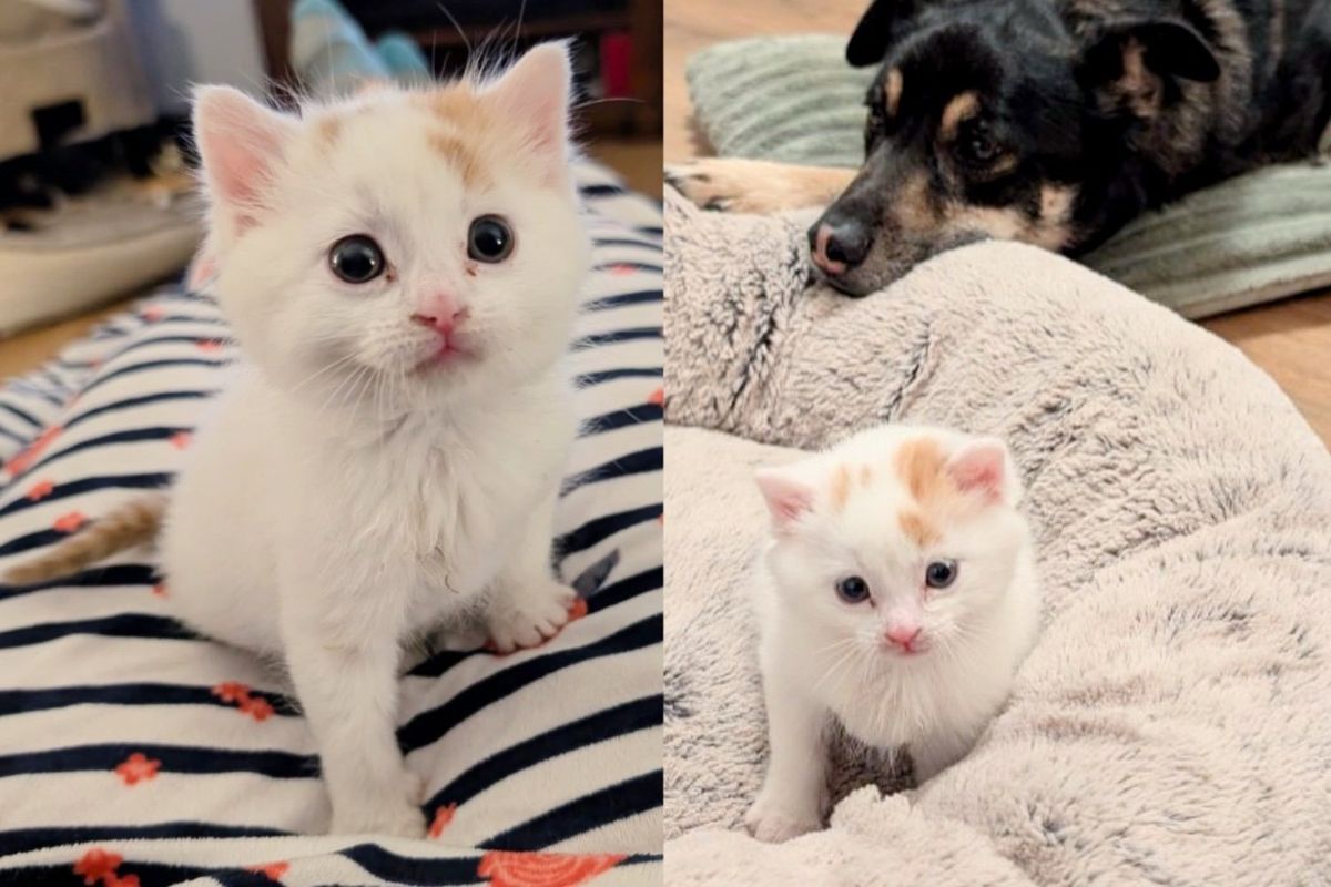 They Take in Kitten Who Needs Help, and He's Immediately Drawn to House Canines, Following in Their Footsteps