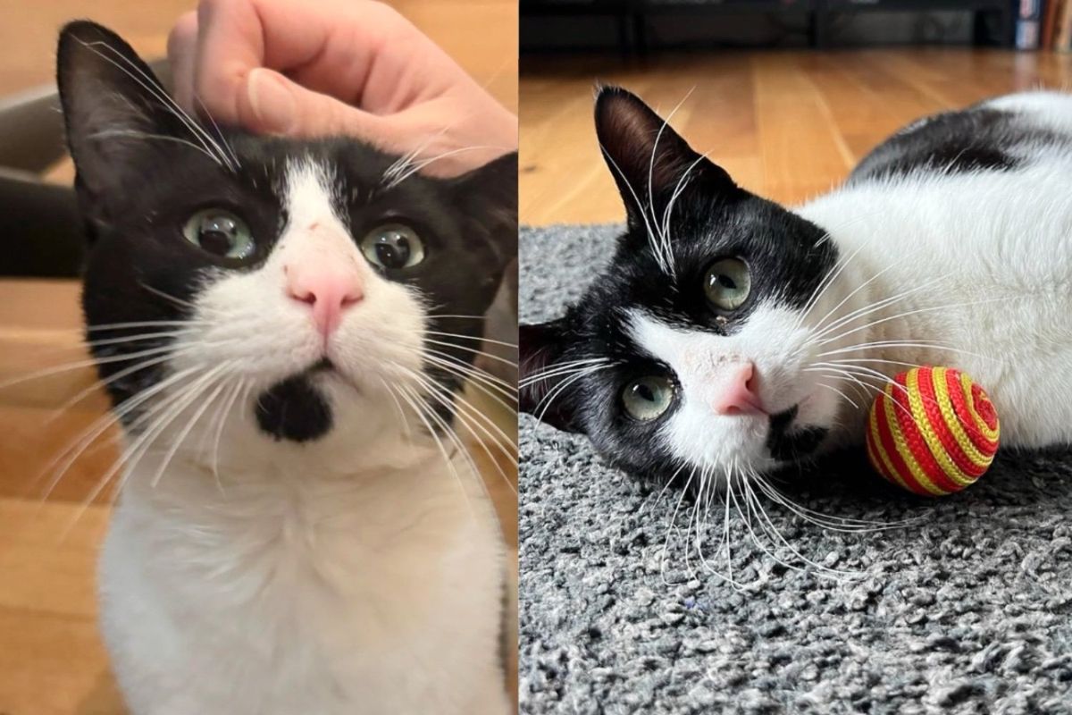 Cat is Thrilled to Have What He Wanted After Going from Home to Home and Living Outside for Weeks