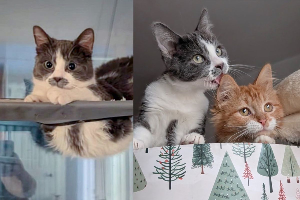 Kitten, Hard of Hearing, Decides to Follow Hearing Cat Everywhere, Even Showing Him Courage Along the Way