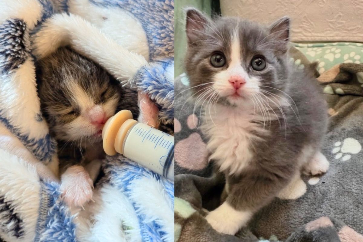 Kitten Shows What He Can Do Growing from Small Marvel into Strong Cat, Now Has Friend He Always Wanted