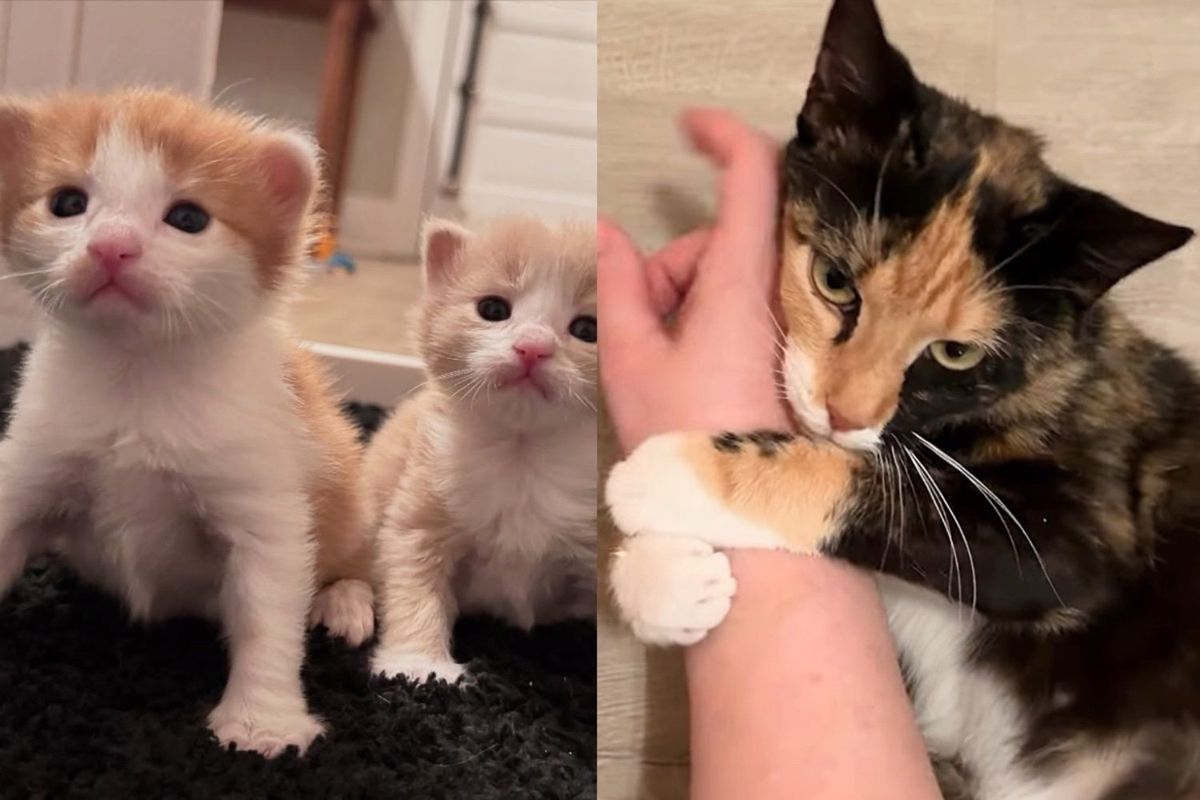 Cat Holds on Tightly to Person After Leaving Kennel, Days Later She Has Four Kittens by Her Side