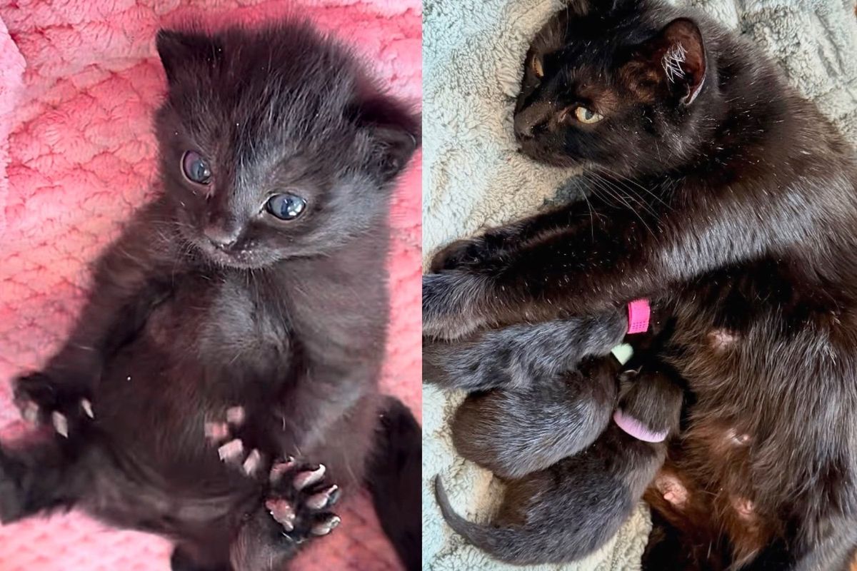 Cat Brought Indoors After Long Trip, Just Days Before Her 3 House Panther Kittens Arrive