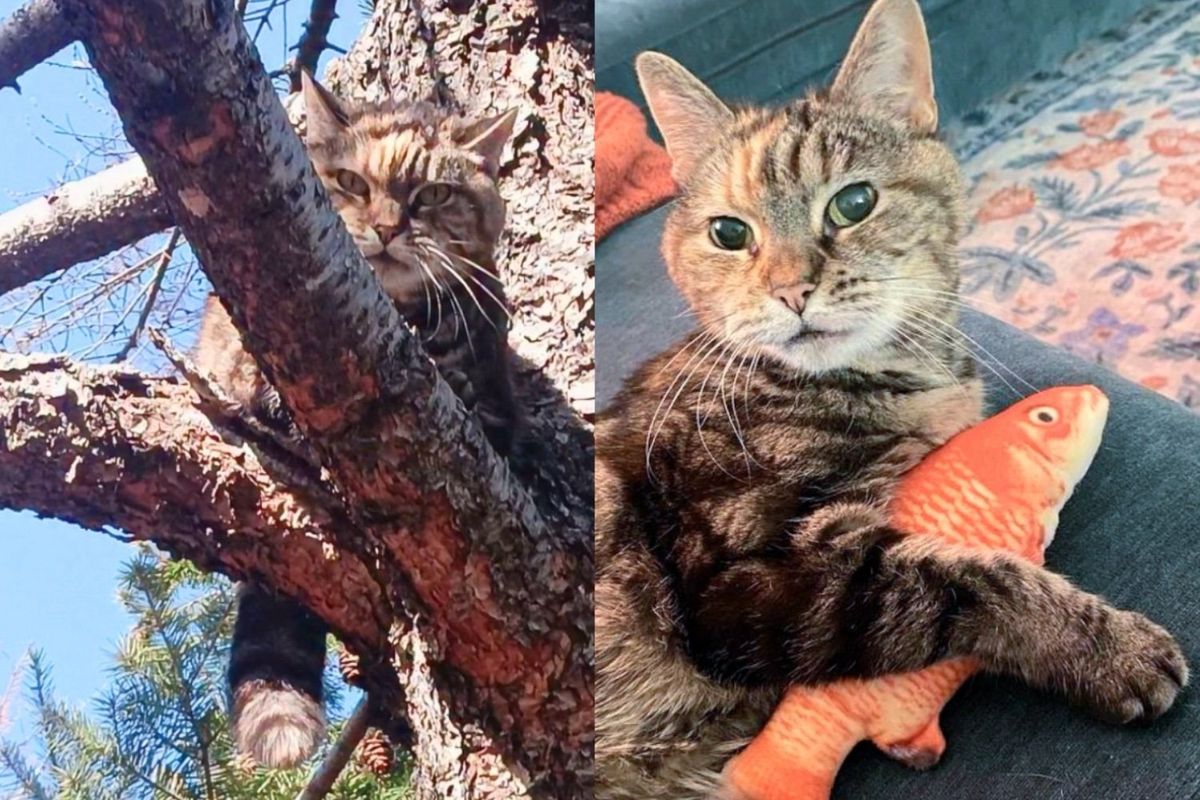 Man Went Out to Exercise and Noticed Cat in Tree at His Usual Spot and Ended Up Changing Her Life