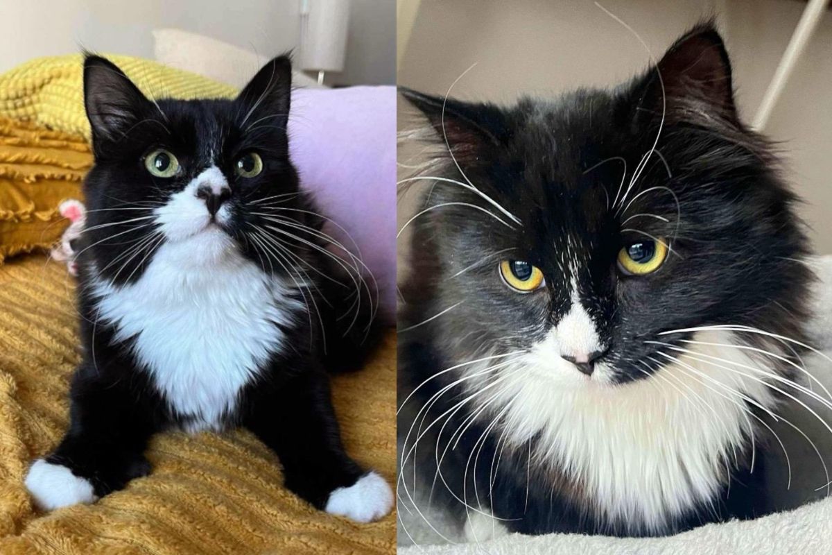 Kitten Follows Other Cats Outside for Food, She Lights Up Knowing She No Longer Has to Hide