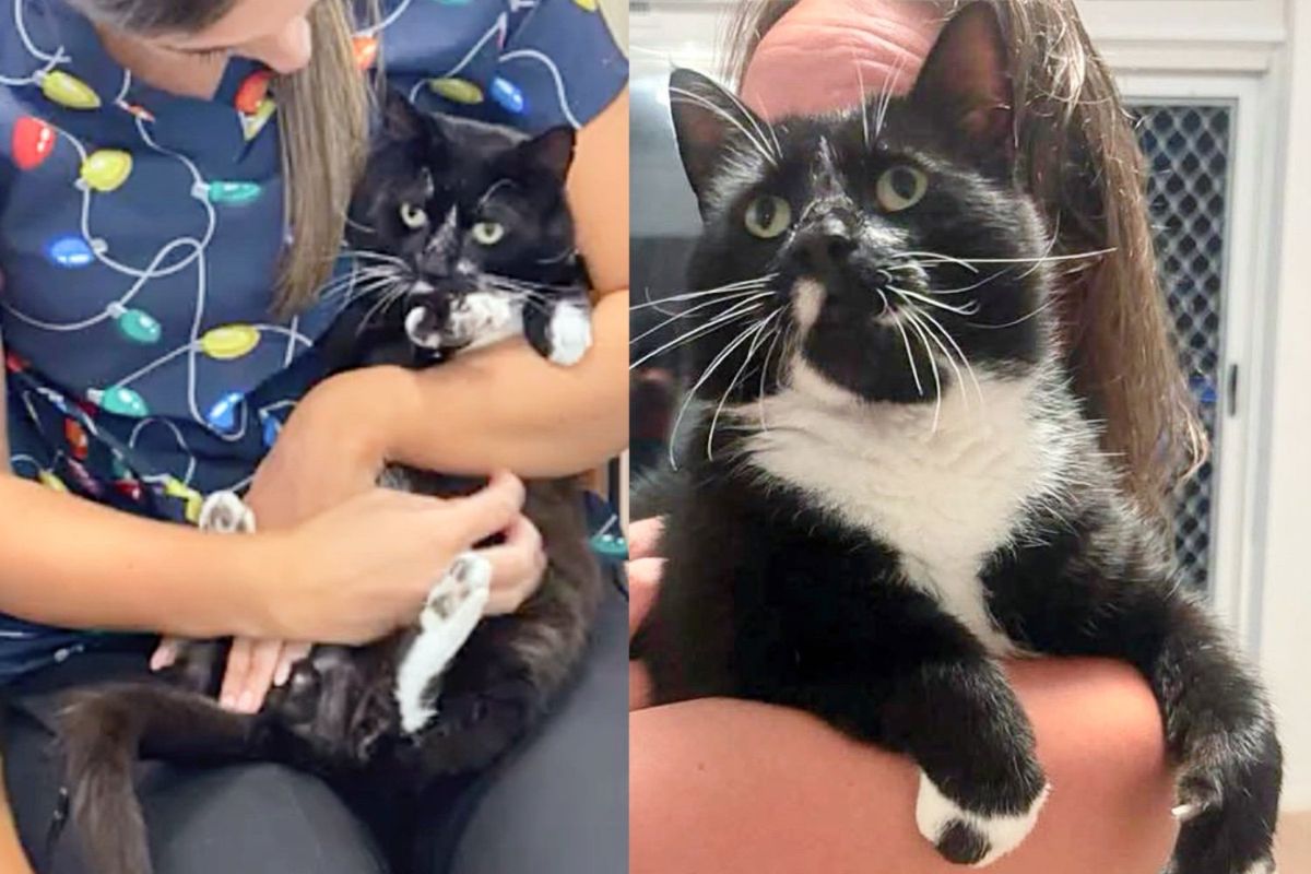 Cat Picked Up from Street Decides to Help Run Vet Office, Winning Hearts of the Team
