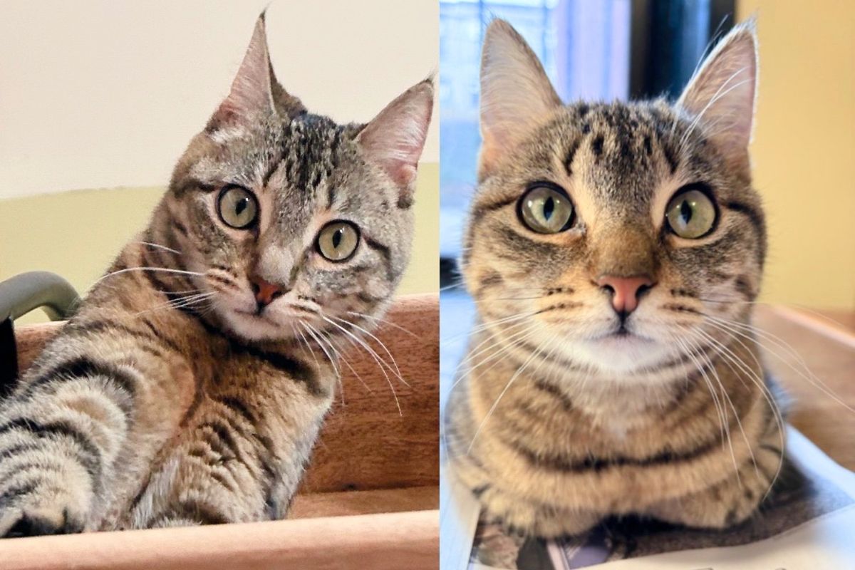 Kitten Hiding Under Stairs Comes Out at the Sound of a Can Being Opened and Finds Right Person for Help