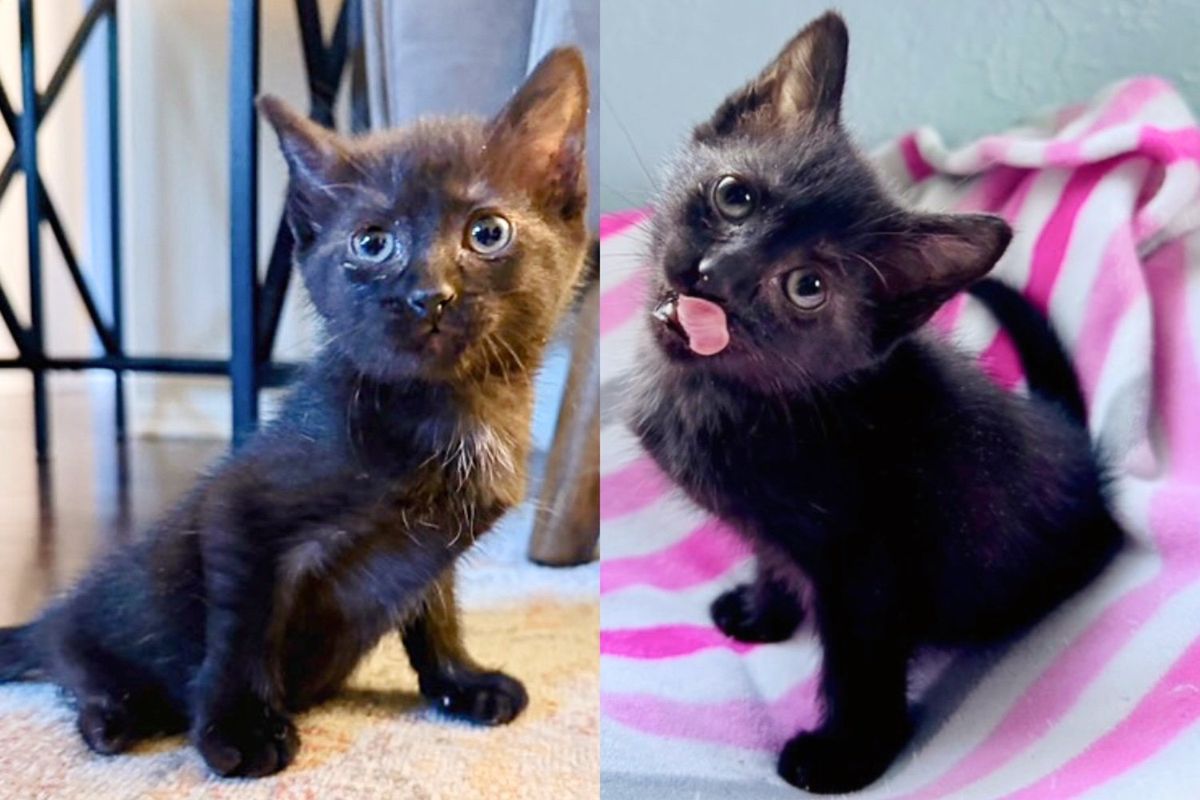 Kind Person Notices Kitten on Their Way to School and Quickly Realizes How Special the Cat is