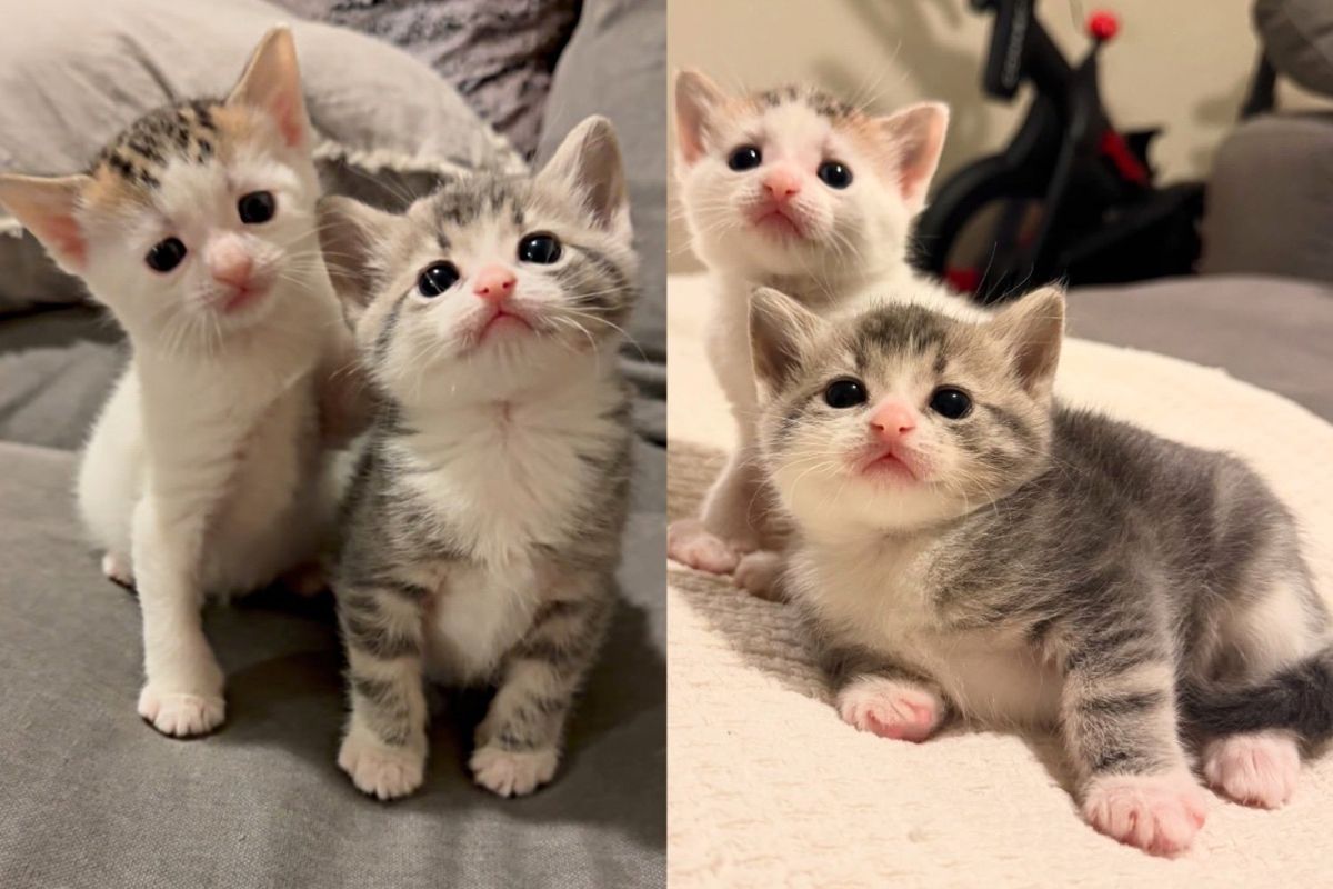 Kittens Born to Community Cat Quickly Discover the Good Life Once They Step into Place of Comfort and Warmth