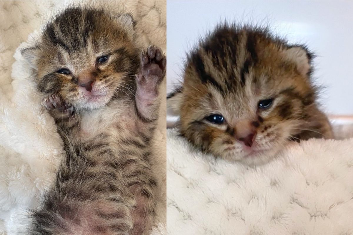 Kitten, Just Days Old, Shows Incredible Spirit After Being Found in Street, Capturing Hearts of Everyone