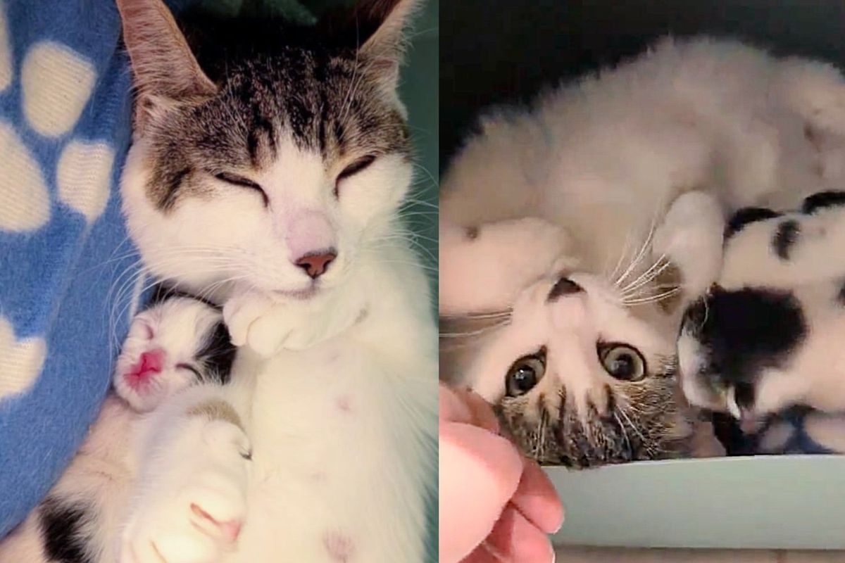 Cat Comes to the Right Place for a Meal, Leading to a New Beginning for Her and Three Kittens