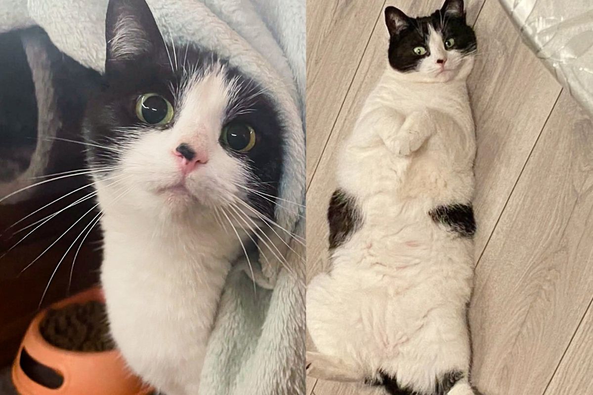 Cat Spotted with Kitten by Park Bench, Once Brought Inside She Shows Whole New Quirky Side of Herself