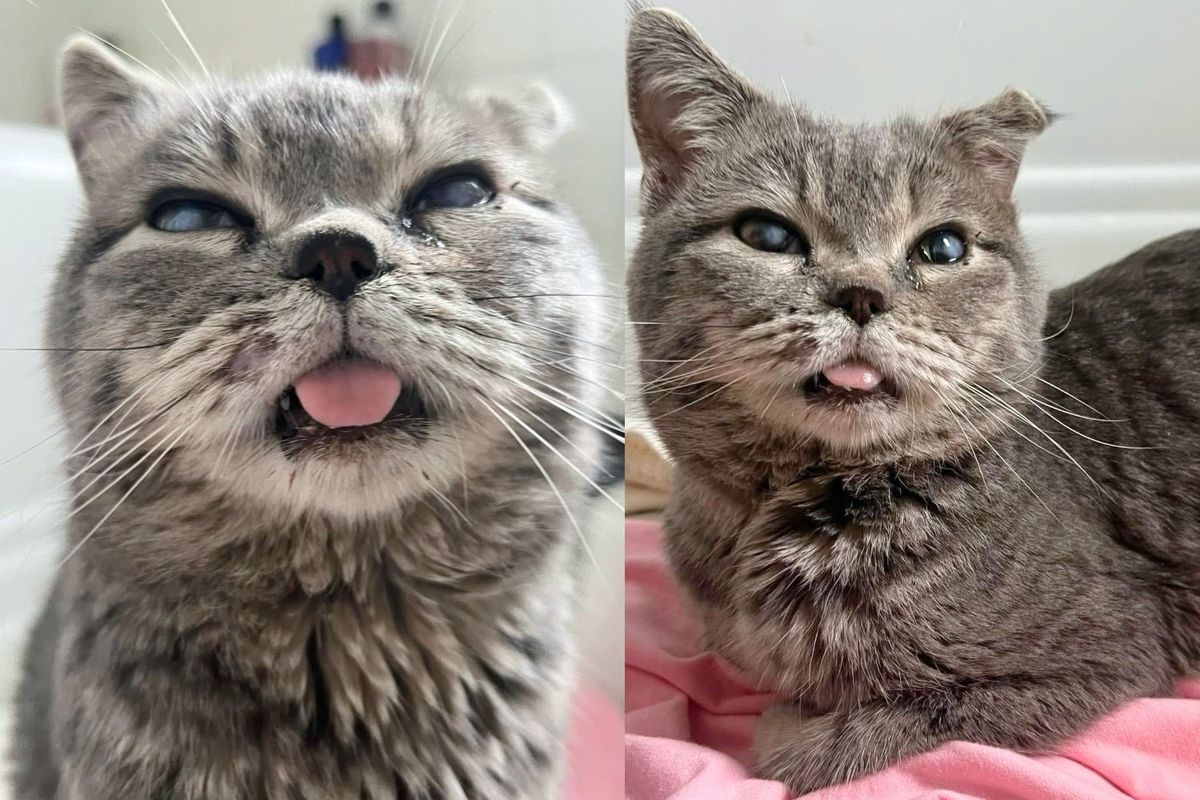Worker Comes Across Cat with Few Teeth, Bent Ear, Heart of Gold and Knows He Deserves Better Life