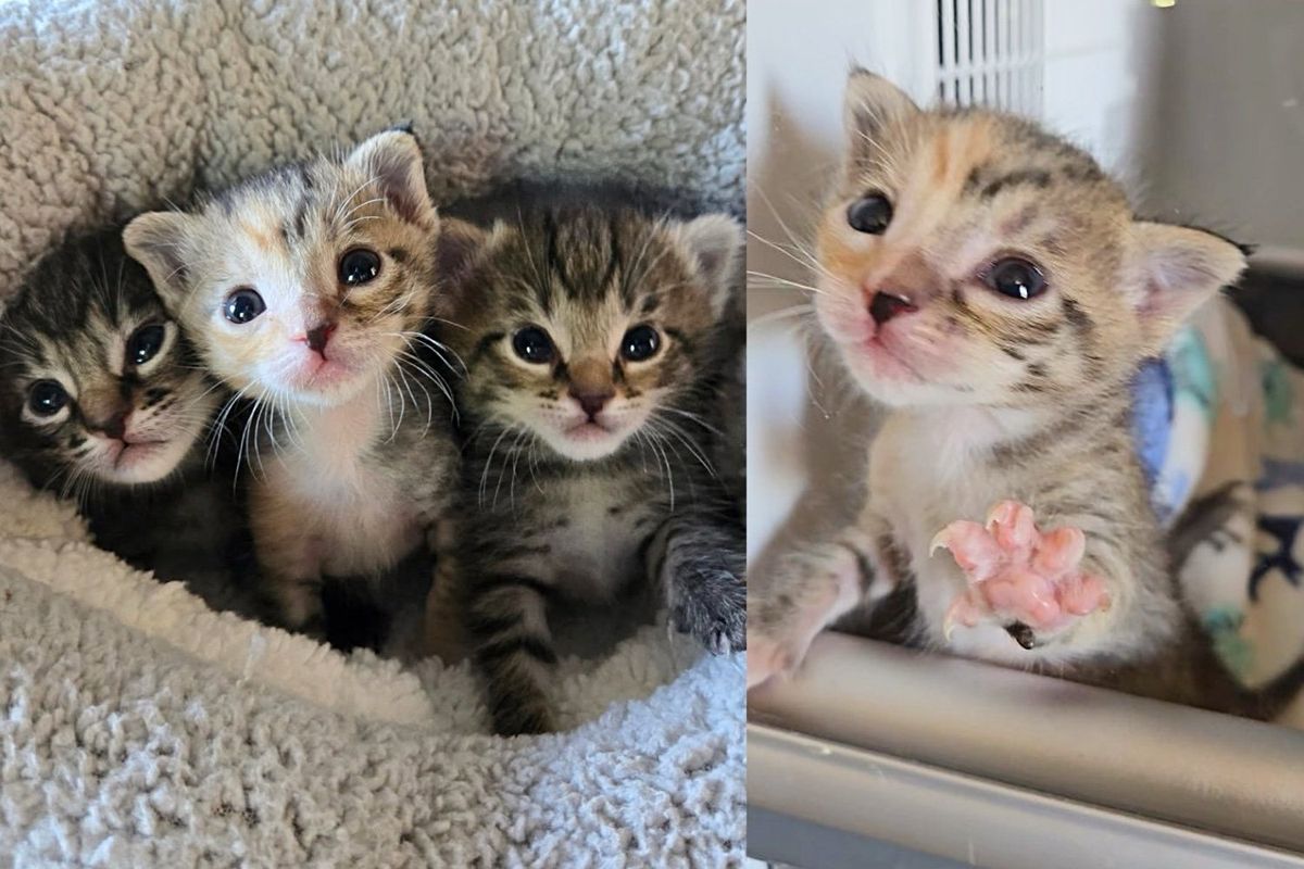 They Offer to Take in Lonely Shelter Kitten, But When 2 More Arrive, They Know They Have to Help Them too