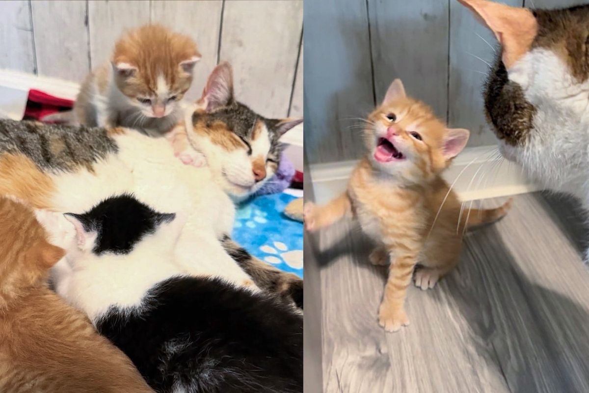 After Saving the Kittens, They Never Stop Searching for Mother Cat, Ultimately Giving Her Best Outcome