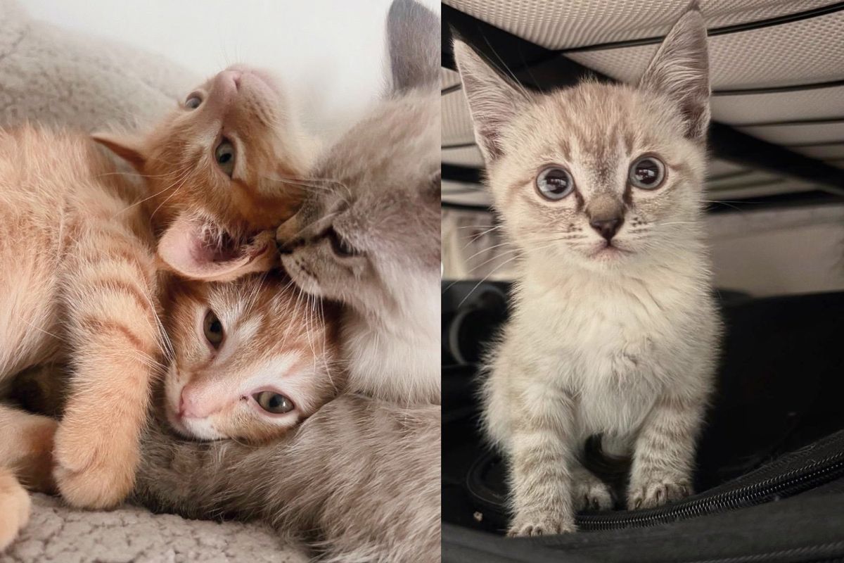 Workers Discover Ceiling Cats in Office, Which Leads to Several Eventful Days of Saving Many Kittens