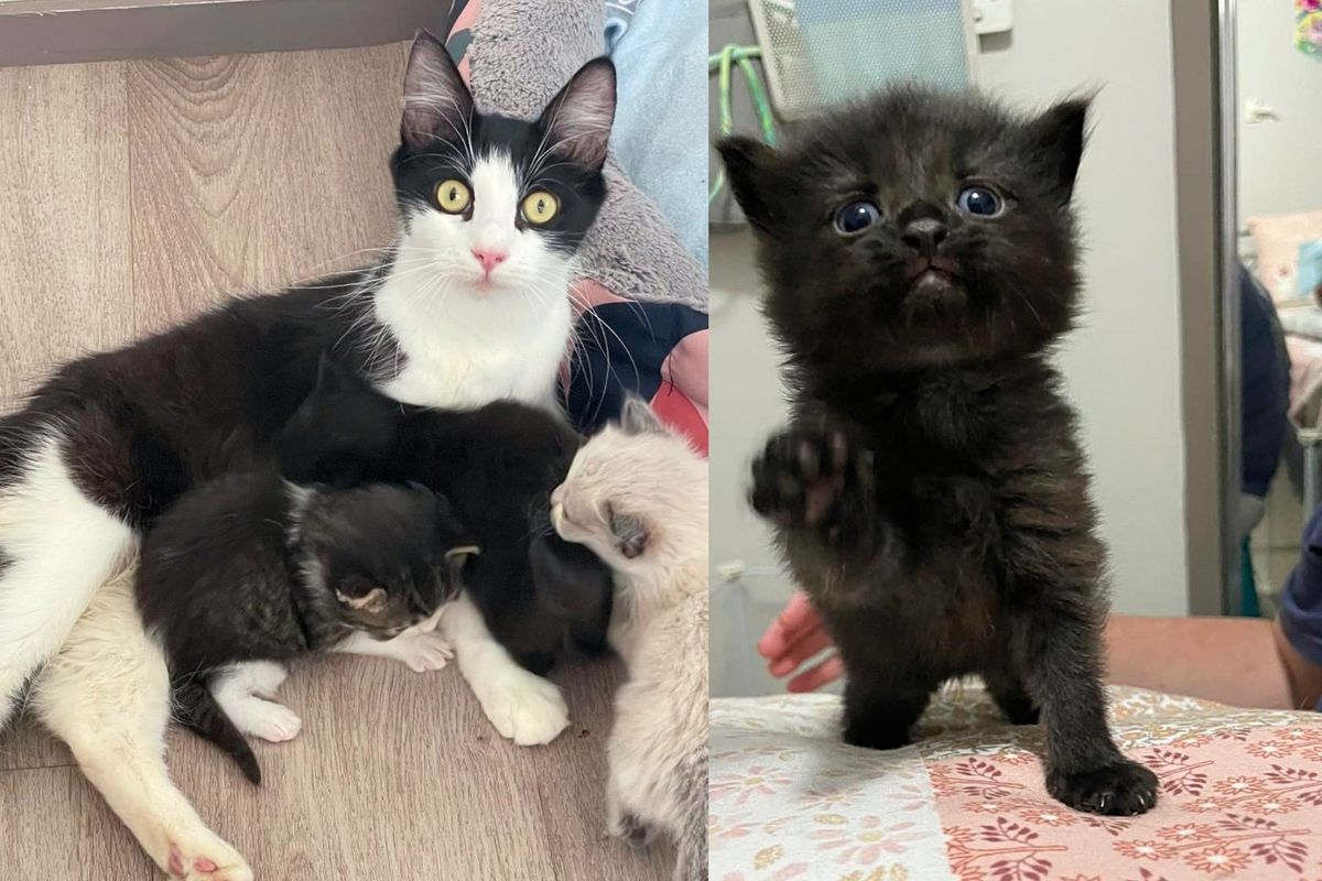 They Give Cat Place to Land and Ease Her Load with Kittens, She Can Finally Shine