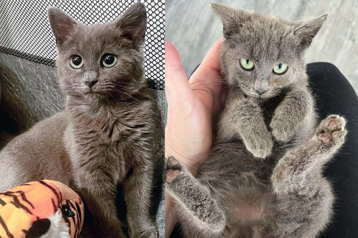 Kitten Stepped Indoors for the First Time, and the Moment She was Held, Her Walls Came Tumbling Down