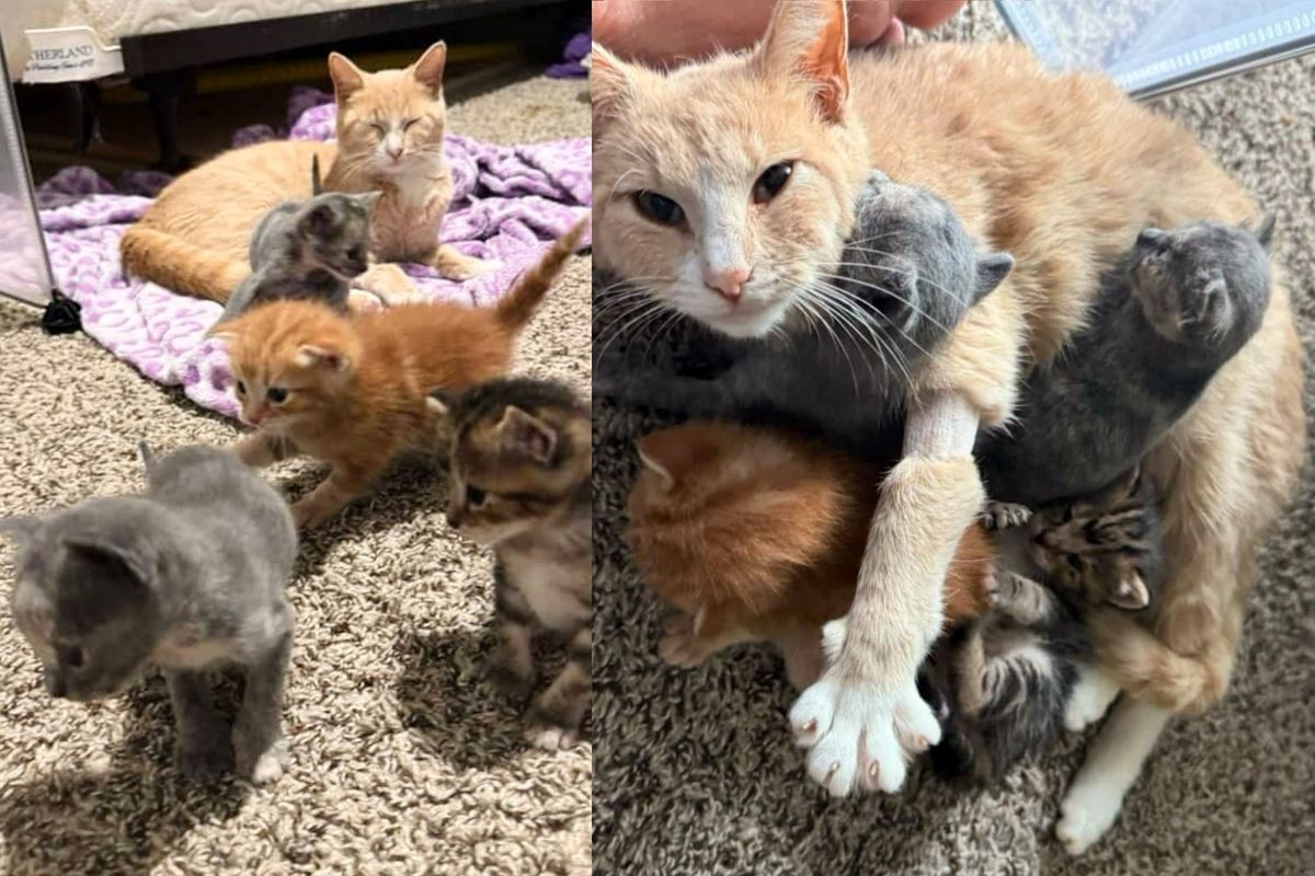 Cat Immediately Perks Up and Shines Again When She Takes in New Kittens After Losing Her Own