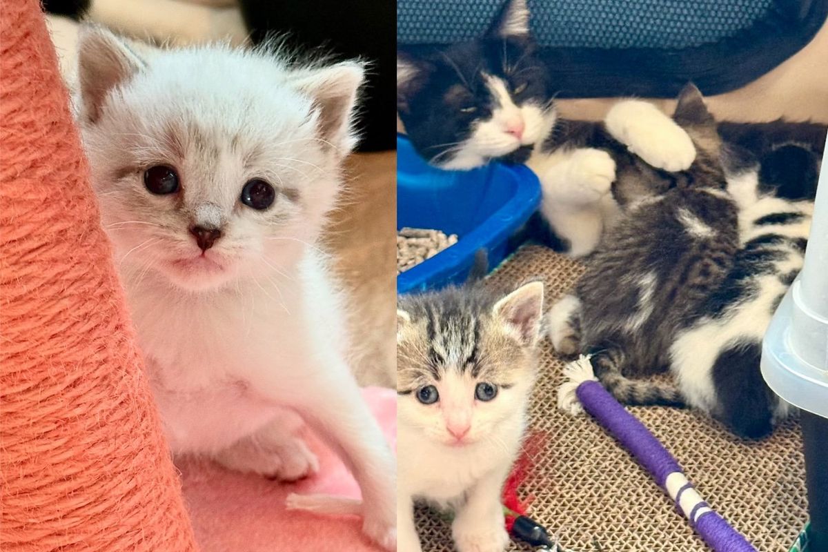 They Take in Very Timid Cat and Her Four Kittens, After Many Weeks They All Get the Happiest Ending