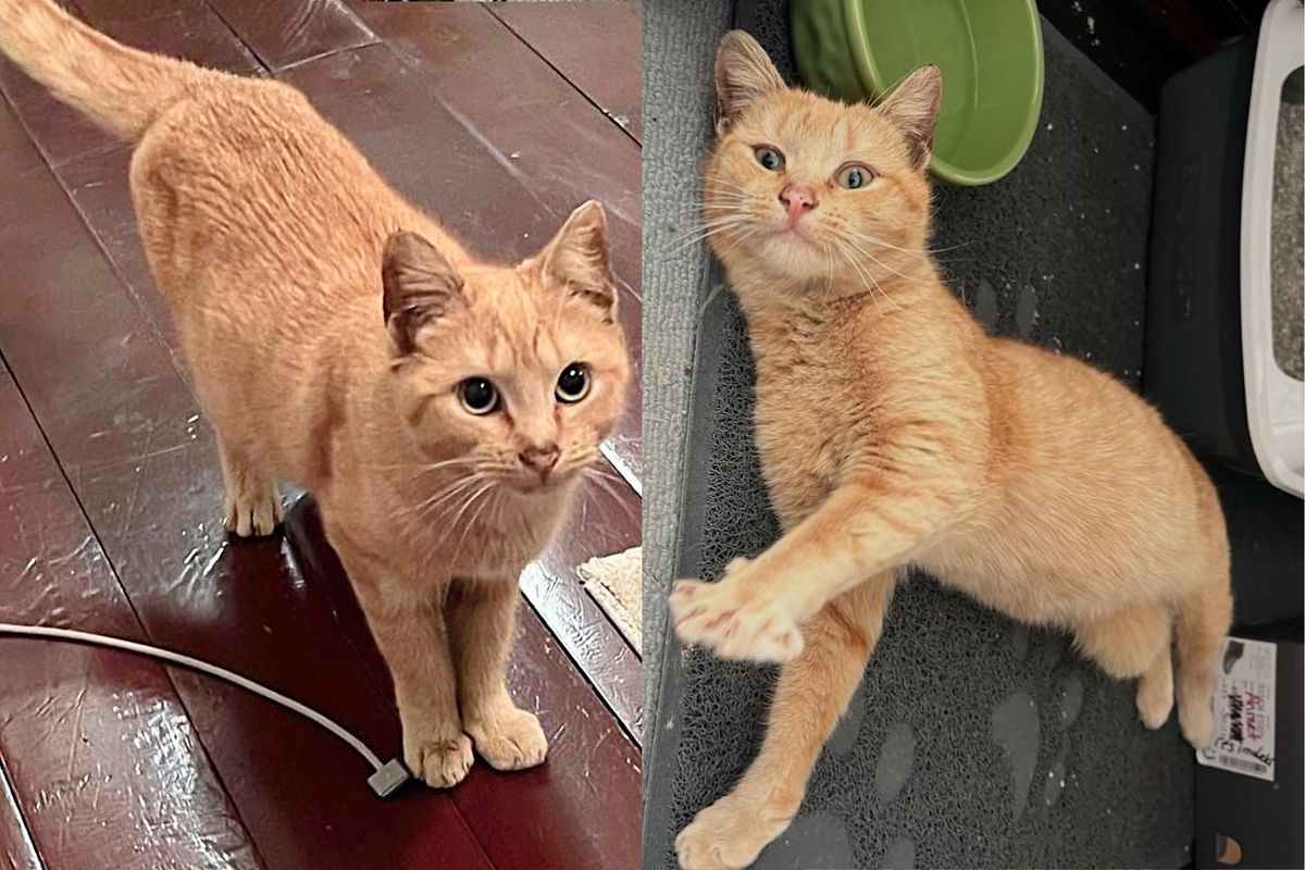 They Went to Search for Community Cat but Came Back with Tabby Kitten Instead, It was Meant to Be
