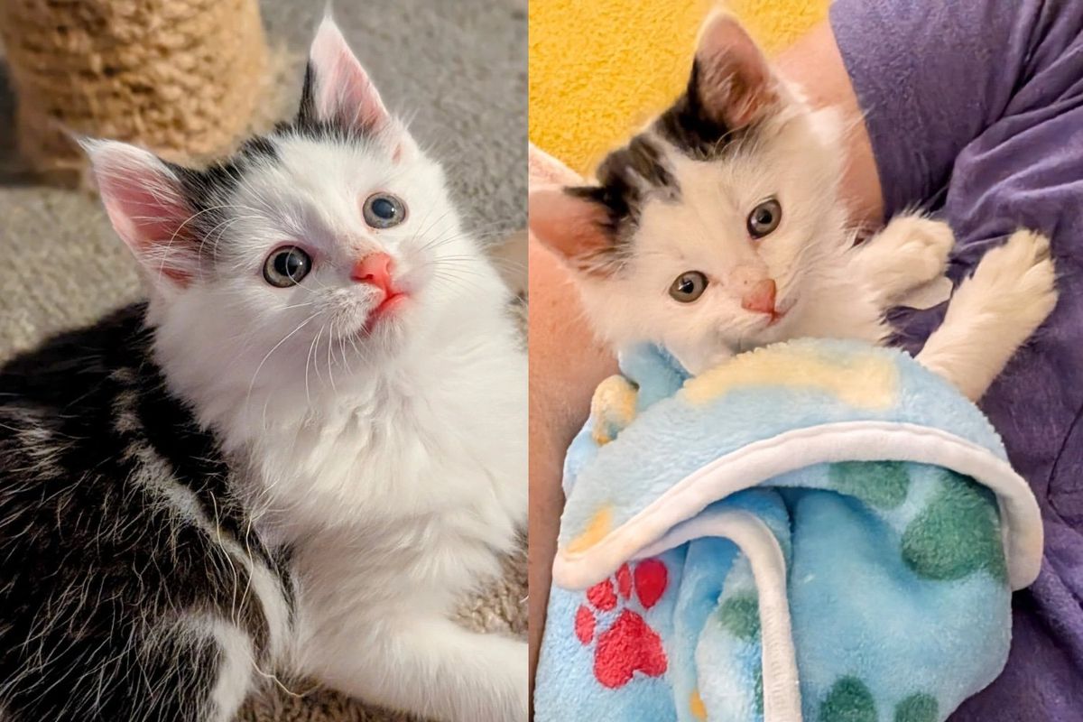 They Pick Up Shelter Kitten Right Before Closing, He's So Happy He Goes Straight to 'Thank' Them