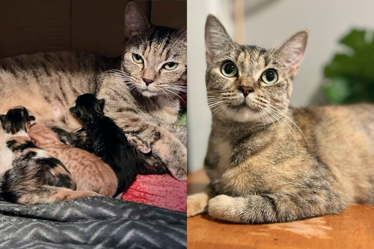 They Take in Cat and Two Kittens But Realize the Cat Has Brought Along a Few Unexpected Little Ones