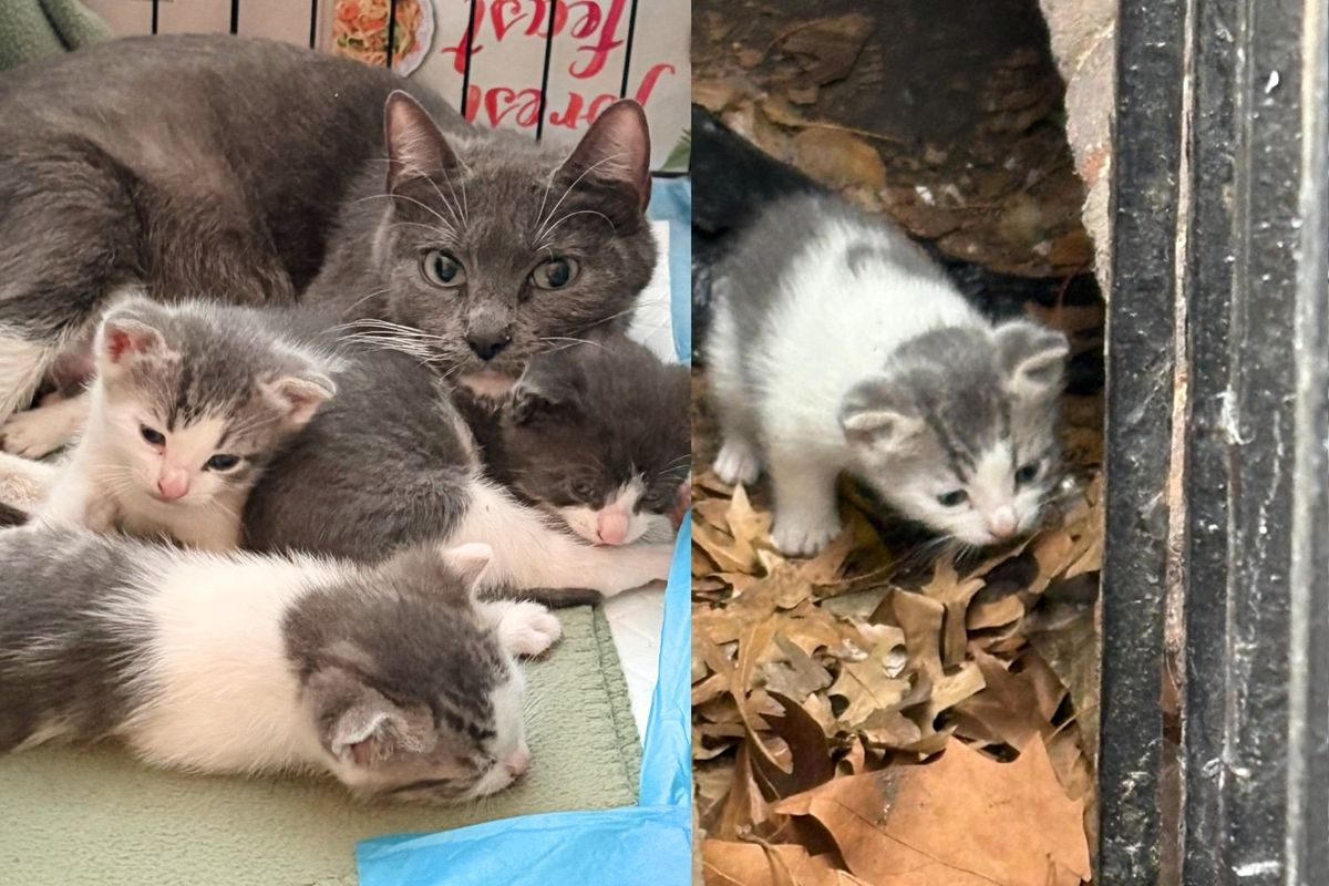 Cat and Kittens Live in Hole Between Buildings Until Neighbors Spot Them and Jump in to Help
