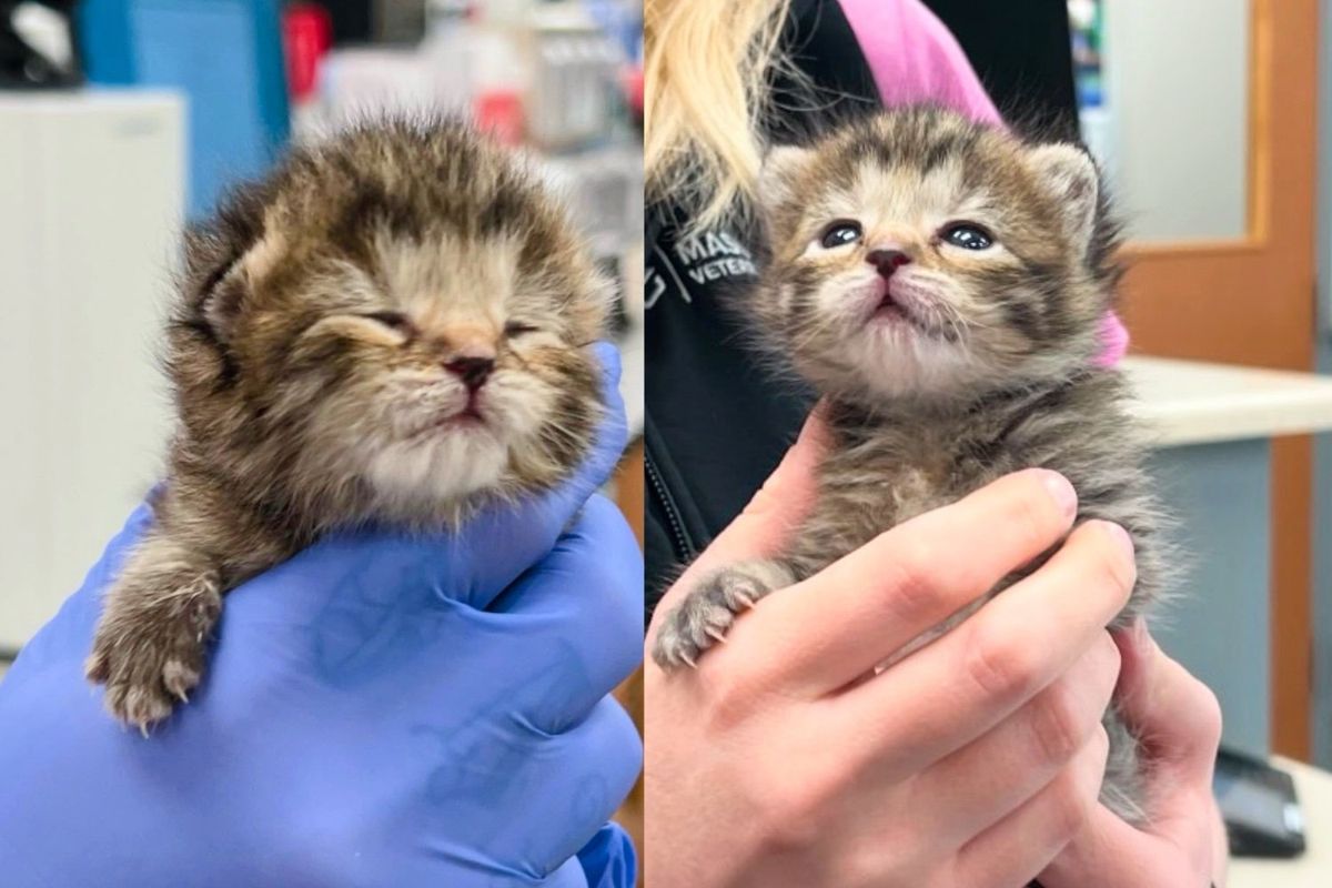 They Take in 2-week-old Kitten in Need of Help and Change Her Life Overnight Through Team Effort and More