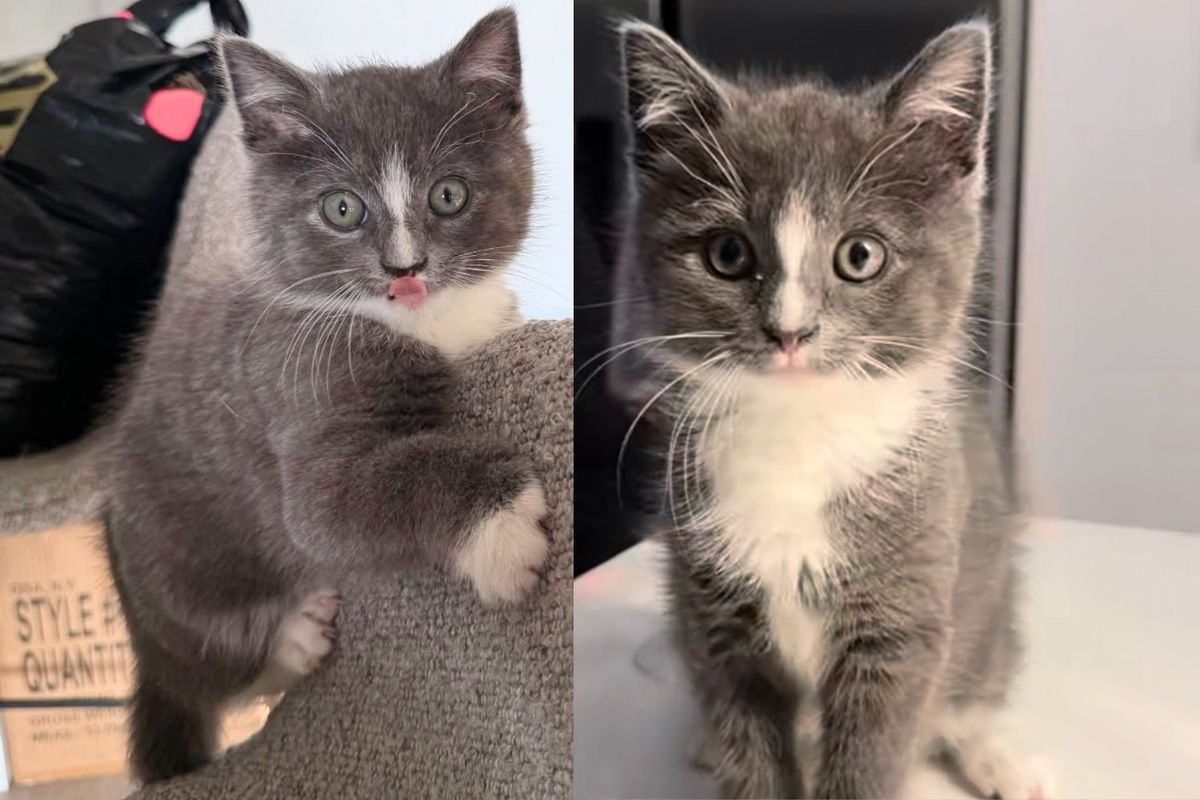 Kitten Went to the Right Car to Seek Help, Once Indoors, He Wanted to Win Everyone Over, Including Their Cat