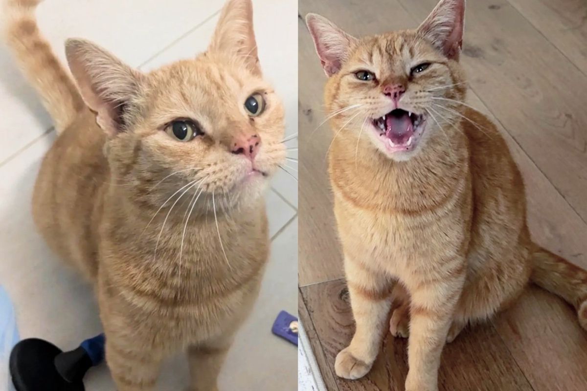 Stray Cat Shows Up at Stranger's Home and Keeps Coming Back Until He Gets What He Wanted