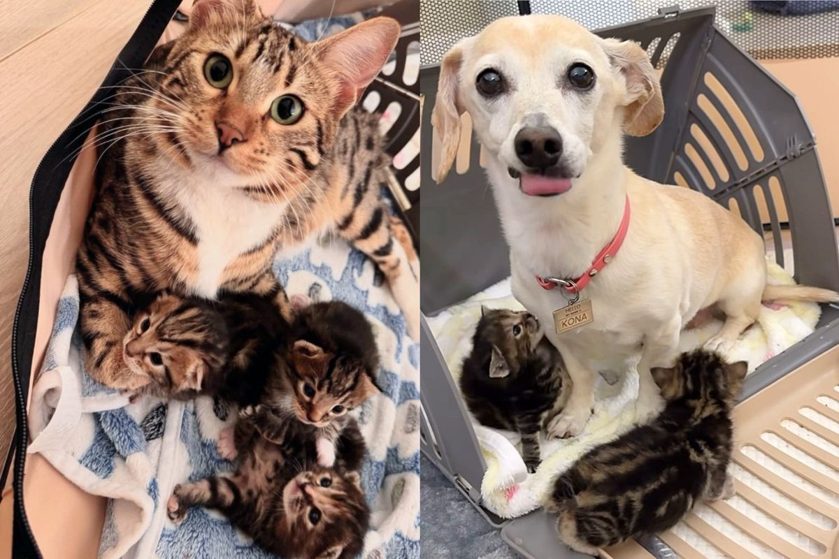 Cat Taken in Days Before Having Kittens, Now She Has Great Canine Assistant Wanting to Lend a Paw