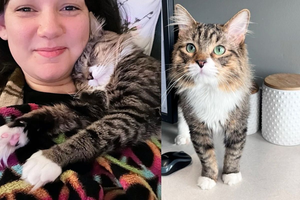 Woman Takes Shelter Cat into Her Care to Give Him Soft Landing, the Cat Decides He's Not Going Anywhere