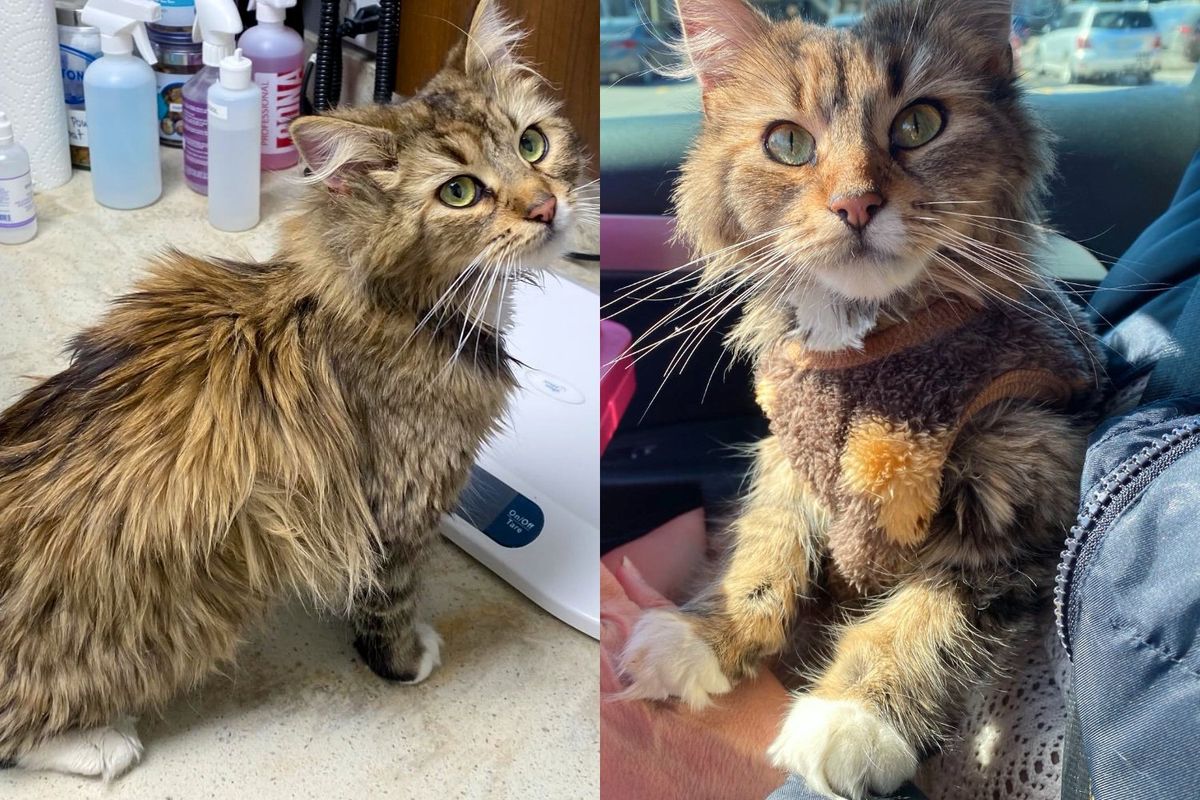 Person Notices Cat Looking for Food and Can't Leave Her Behind, After She's Inside, Her True Self Blossoms